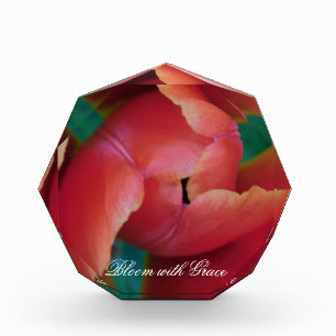 Rode Tulp Macro Foto Kunst Blok