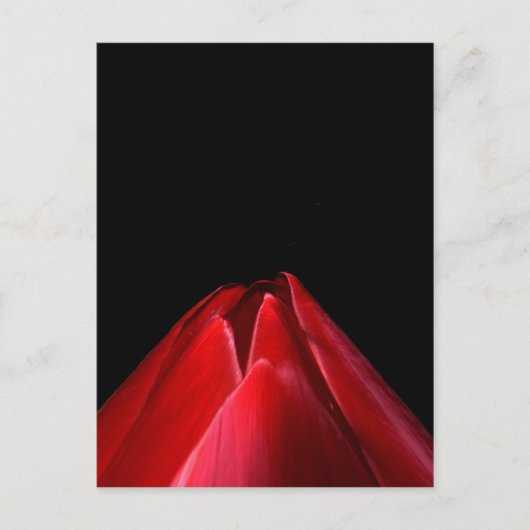 Rode Tulp Minimalistische Bloemen Briefkaart (Voorkant)