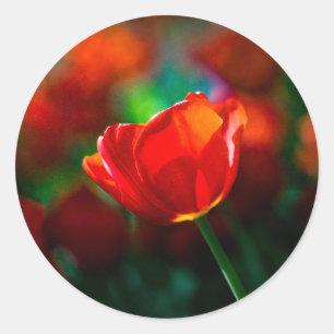 Rode tulp - Mysterie van bloei Ronde Sticker