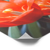 Rode tulp veldposter poster (Hoek)