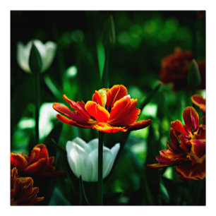 Rode Tulp - Zijne Majesteit de Koning Foto Afdruk