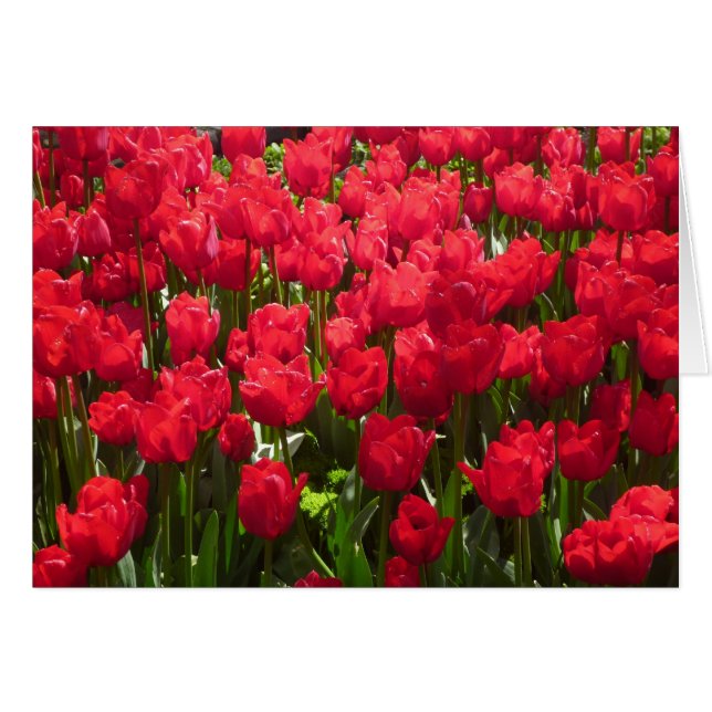 rode tulpen (Voorkant Horizontaal)