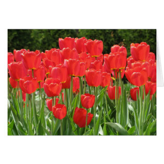 Rode tulpen