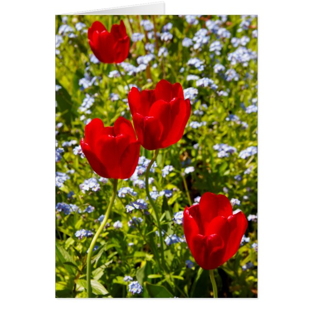 Rode tulpen (Voorkant)