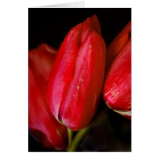 Rode tulpen