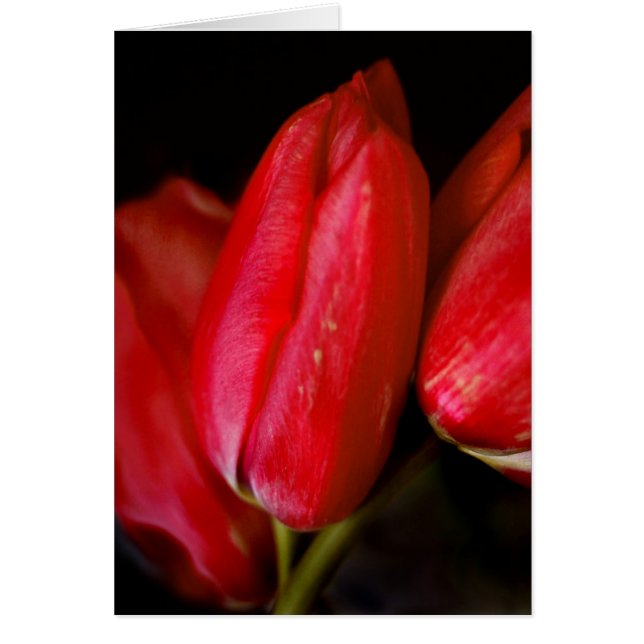 Rode tulpen (Voorkant)