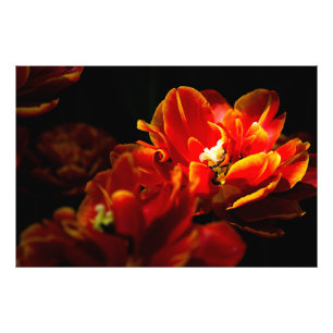 Rode tulpen donkere achtergrond foto afdruk