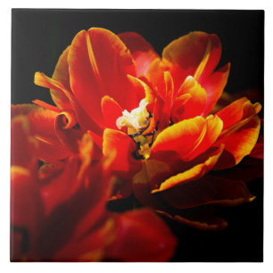 Rode tulpen donkere achtergrond tegeltje