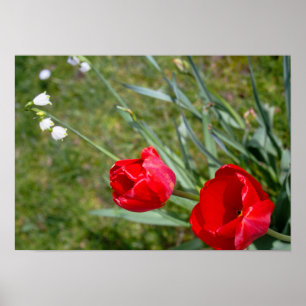 Rode tulpen en delicate witte sneeuwklokjes poster