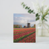 Rode tulpen en een windmolen briefkaart (Staand voorkant)