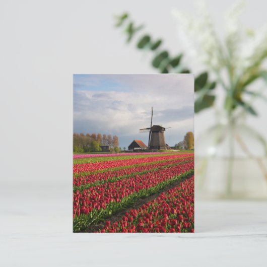 Rode tulpen en een windmolen briefkaart (Staand voorkant)