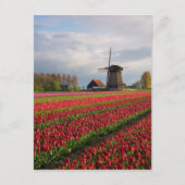 Rode tulpen en een windmolen briefkaart (Voorkant)