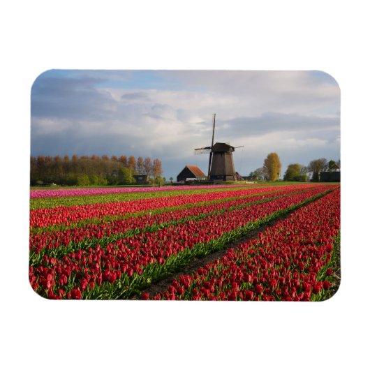 Rode tulpen en een windmolen magneet (Horizontaal)