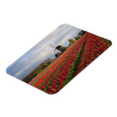 Rode tulpen en een windmolen magneet (Linkerzijde)