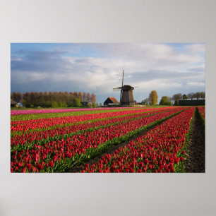 Rode tulpen en een windmolen poster