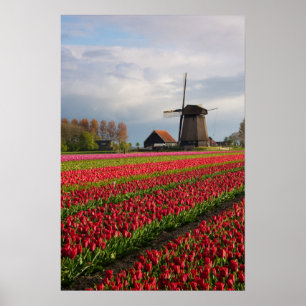 Rode tulpen en een windmolen poster