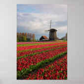 Rode tulpen en een windmolen poster (Voorkant)