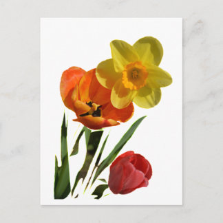 Rode tulpen en gele daffodilbloemen briefkaart