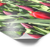 Rode tulpen foto afdruk (Hoek)
