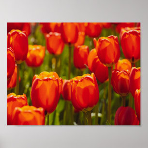 Rode tulpen fotografisch afdrukken. poster