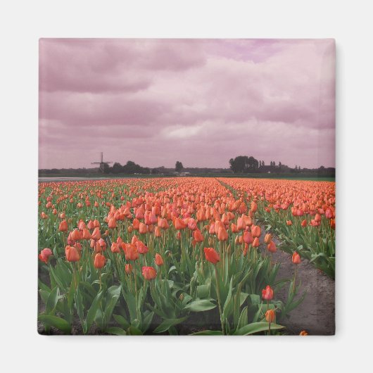 Rode Tulpen Landschap Magneet (Voorkant)