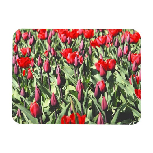 Rode tulpen magneet (Horizontaal)