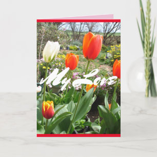 Rode tulpen M'n liefde Lente bloemen Kaart