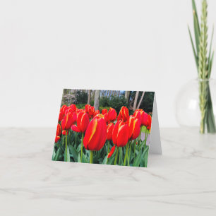 Rode tulpen - Notitiekaart