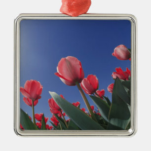 Rode tulpen vanuit een zeer lage hoek, Cincinnati, Metalen Ornament