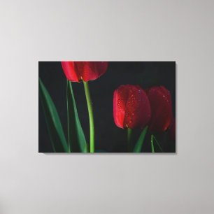 Rode Tulps met omhuld Canvas Afdruk