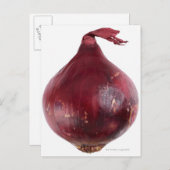 Rode ui geïsoleerd op witte achtergrond, DFF Briefkaart (Voorkant / Achterkant)