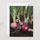 Rode uien briefkaart (Voorkant / Achterkant)