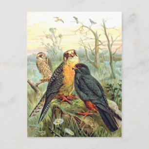 Rode valk briefkaart