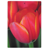 Rode veertulpen klembord (Achterkant)