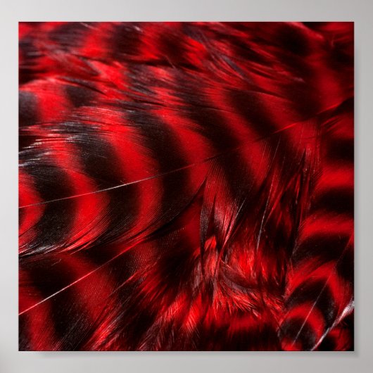 Rode veren poster (Voorkant)