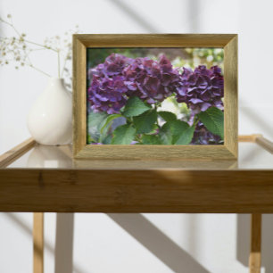 Rode Violet Hydrangea Bloeit Bloemig Foto Afdruk