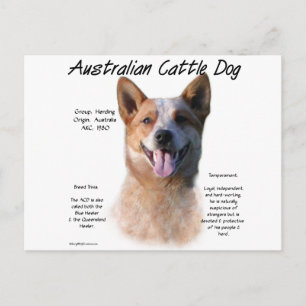 Rode vlek Australische vee hond geschiedenis Briefkaart