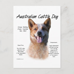 Rode vlek Australische vee hond geschiedenis Briefkaart