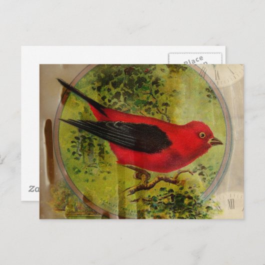  rode vogel briefkaart (Voorkant / Achterkant)