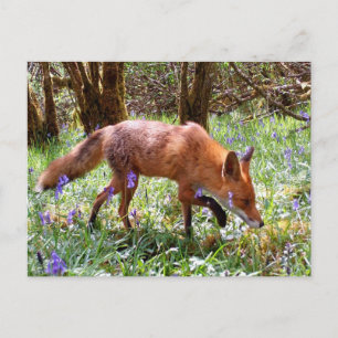 Rode Vos In Boshyacinten Bos Lentewild Kunst Briefkaart