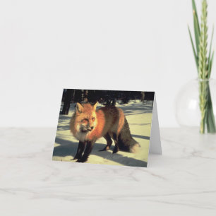 Rode vos in sneeuw, Rocky Mountain National Park,  Feestdagen Kaart