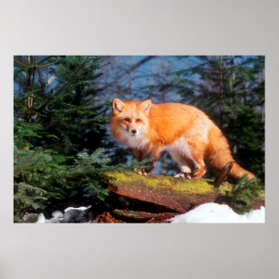 Rode Vos op een stam Poster