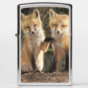 Rode vos pup voor hol (Vulpes vulpes)