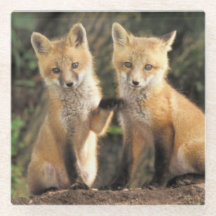 Rode vos pup voor hol Vulpes vulpes Glazen Onderzetter