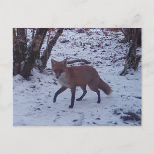 Rode Vos Sneeuw Winter Bos Natuurlijke Wildlife Sc Briefkaart