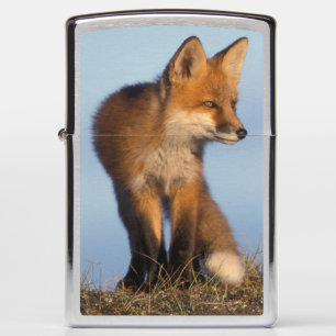 rode vos, Vulpes vulpes