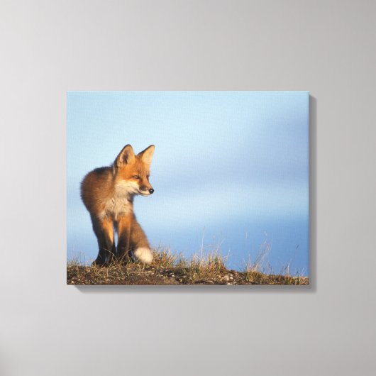 rode vos, Vulpes vulpes Canvas Afdruk (Voorkant)