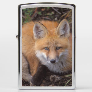 rode vos, Vulpes vulpes, in herfstkleuren