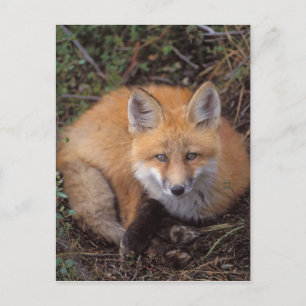 rode vos, Vulpes vulpes, in herfstkleuren Briefkaart