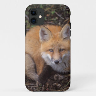 rode vos, Vulpes vulpes, in herfstkleuren iPhone 11 Hoesje